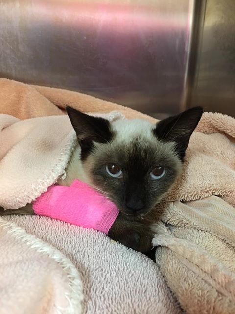 Siamese in recovery